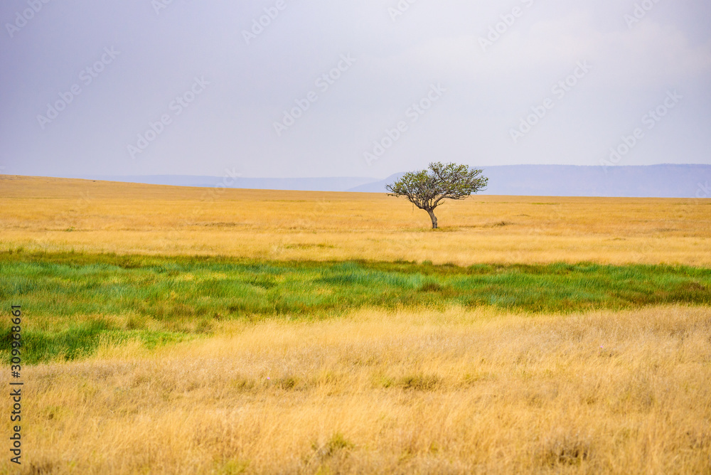 Panoramic image of a lonely acacia tree in Savannah in Serengeti National Park, Tanzania - Safari in Africa Panoramic image of a lonely acacia tree in Savannah in Serengeti National Park, Tanzania - Safari in Africa