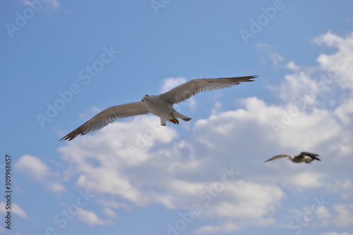 Two seagulls fly in the Bulgarian sky.