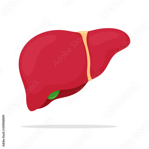 Liver vector. Fatty liver and cirrhosis caused by drinking alcohol. Isolated on a white background.