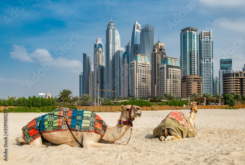 Photography Camels on the beach against the background of Dubai Marina skyscrapers