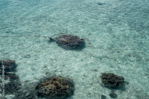 Live coral at low tide on Sampoerna, Sabah, Malaysia. photo