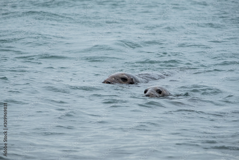 Fototapeta premium seals swimming in the sea 