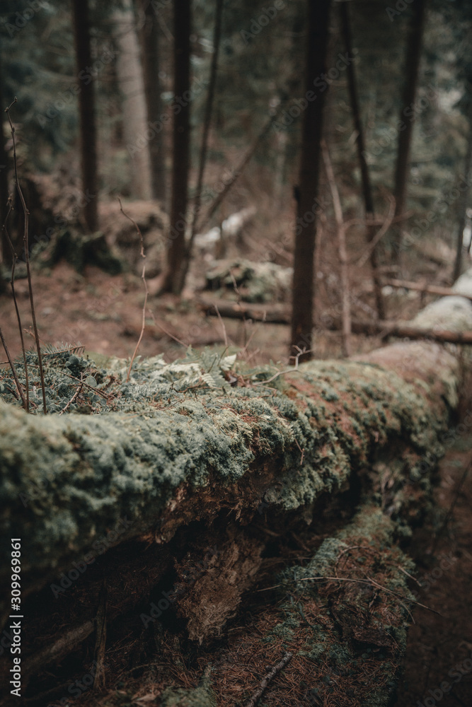 Obraz premium Felled tree in the forest