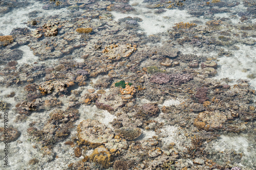 Live coral at low tide on Sampoerna, Sabah, Malaysia. photo