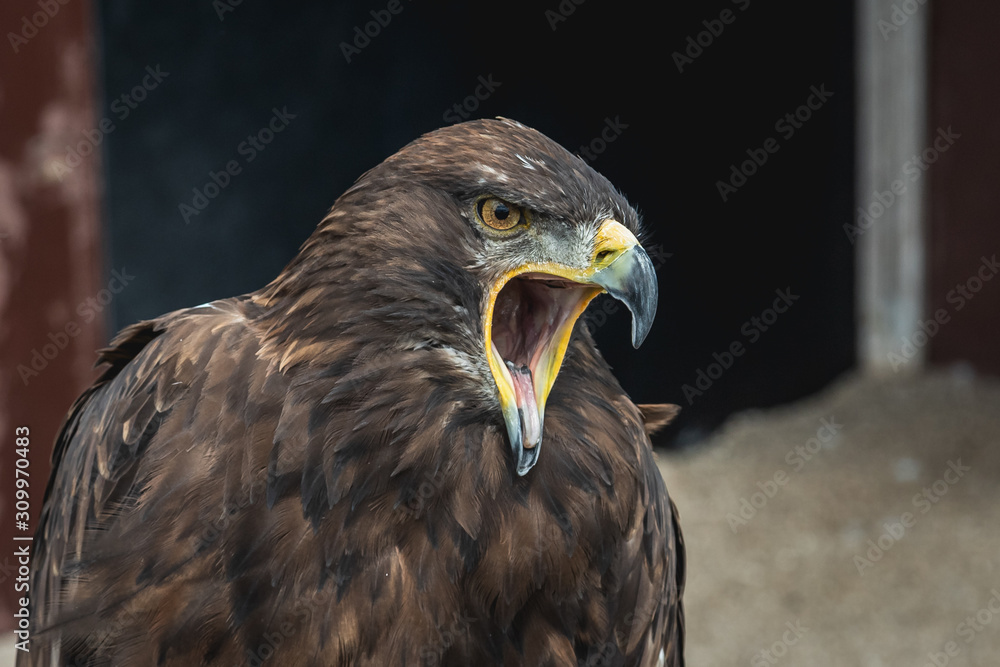 Adler Adler