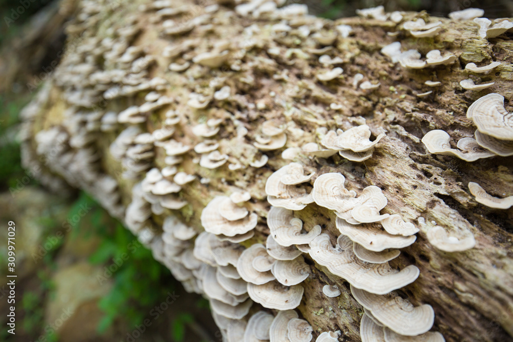 Close-up hen of the woods mushroom in nature forest Close-up hen of the woods mushroom in nature forest