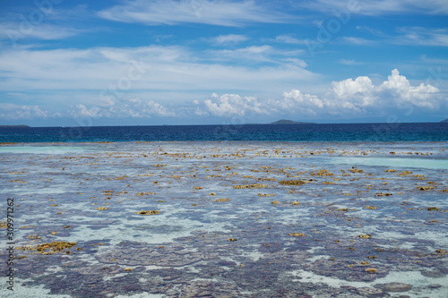 Live coral at low tide on Sampoerna, Sabah, Malaysia. photo