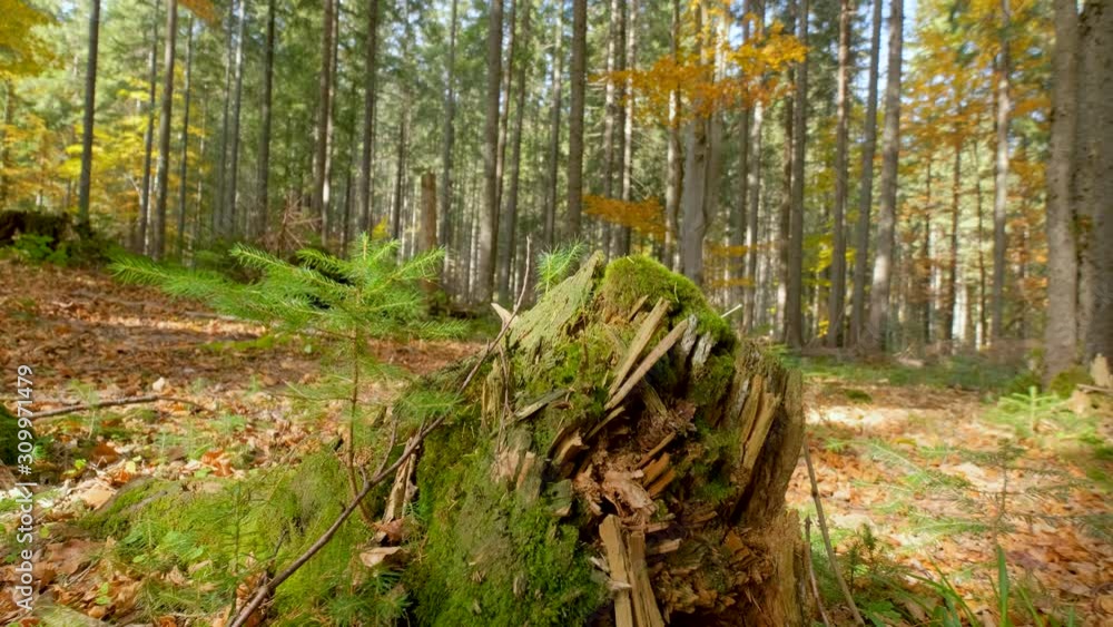 Beautiful sunny forest in autumn time 4K video Beautiful sunny forest in autumn time 4K video