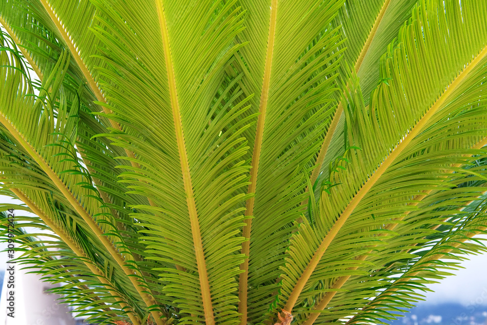 Bright palm leaves. Green palm tree on seashore. Rest and vacation on seashore. Cycas Revoluta. Bright palm leaves. Green palm tree on seashore. Rest and vacation on seashore. Cycas Revoluta.