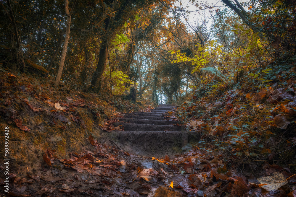 woodland path during autumn and fall