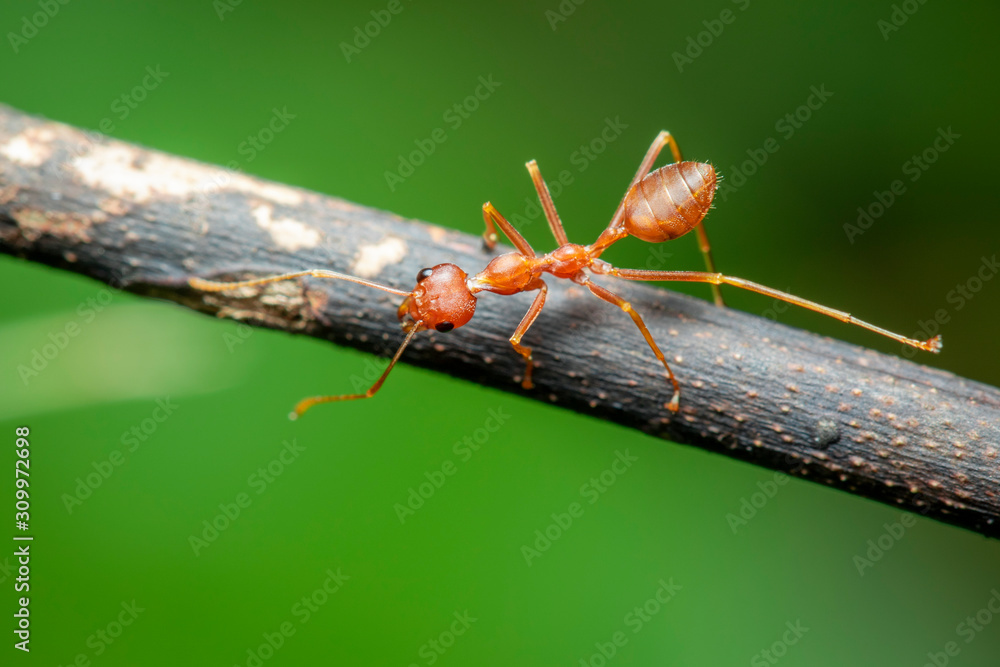 Image of red ant(Oecophylla smaragdina) on the branch. Insect. Animal.  Stock Photo | Adobe Stock