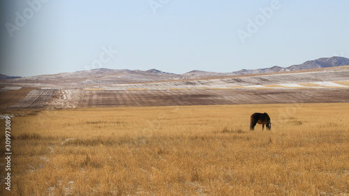 Wallpaper Mural Mongolian wide field on the winter, Torontodigital.ca