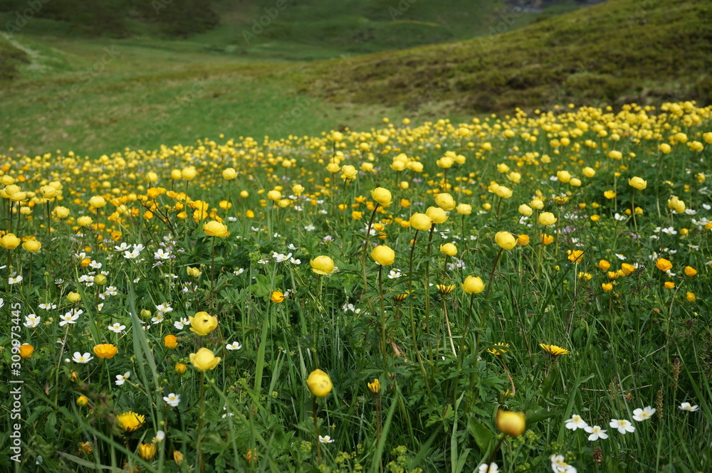 スイスアルプスの花畑