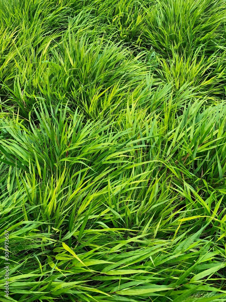 Long green leaves plant. Background. Long green leaves plant. Background.