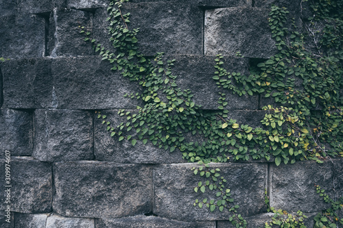 old brick wall with ivy plant