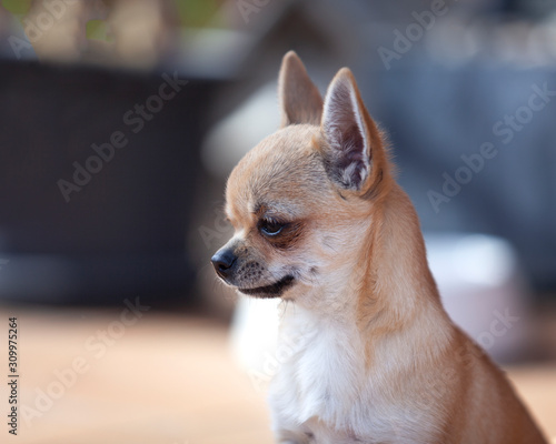 Retrato de perro chihuahua en exterior © lleandralacuerva