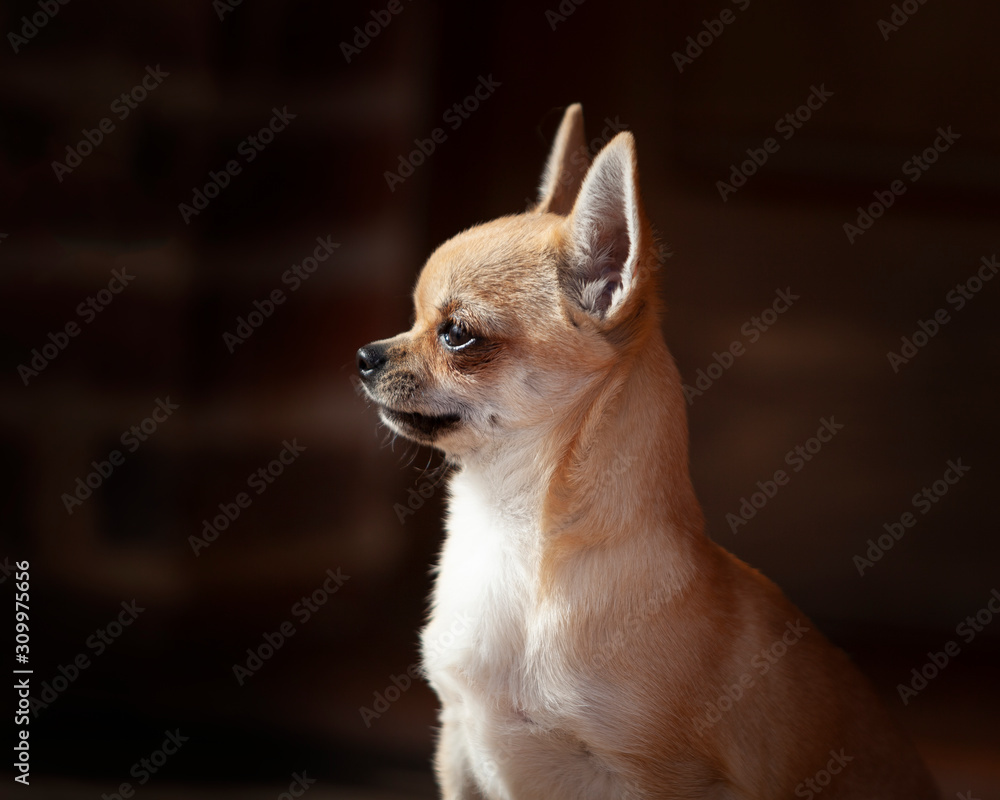 Retrato de perro chihuahua con fondo oscuro