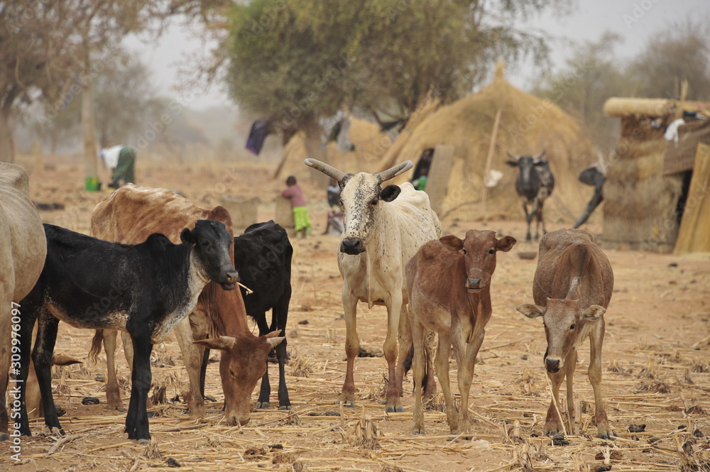Obraz premium Le betail une richesse de l'homme