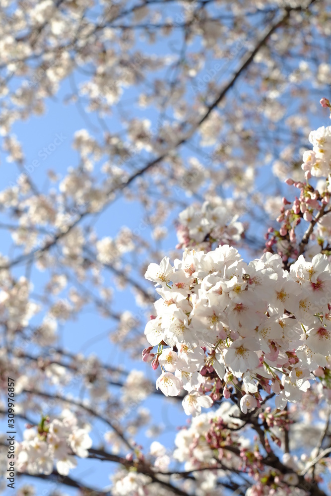 Obraz premium 2019spring