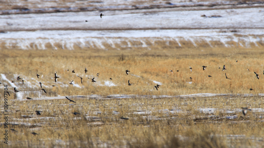 flock of birds flock of birds