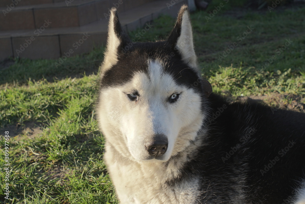  Portrait of Siberian Husky 