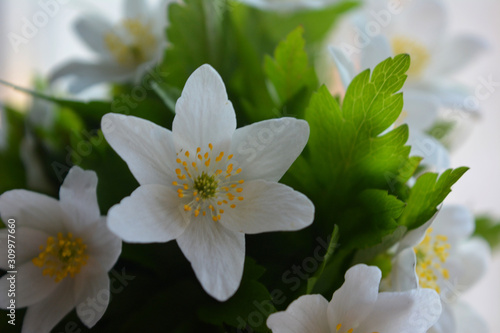White wild anemone flowers on a light background. Delicate romantic spring composition. Postcard, congratulation.