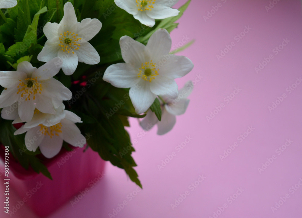 White anemone flowers on a pink background. Beautiful floral composition. Congratulation, postcard. White anemone flowers on a pink background. Beautiful floral composition. Congratulation, postcard.