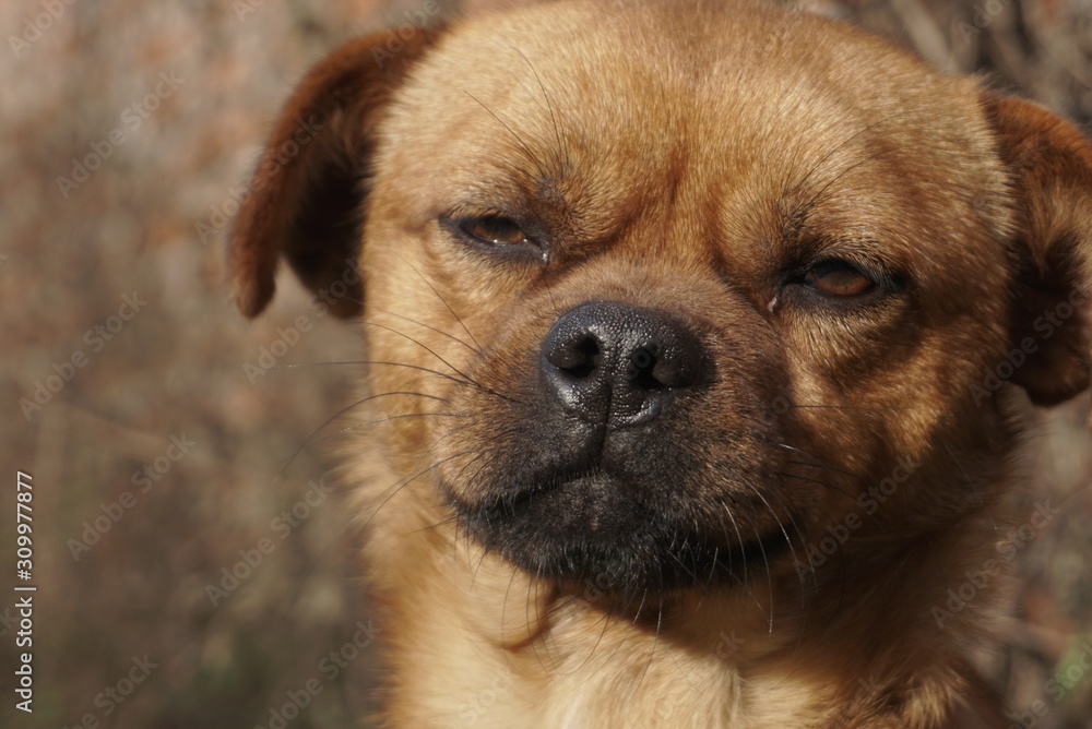 portrait of a domestic red dog portrait of a domestic red dog