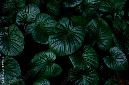 abstract green leaf texture, nature background, tropical leaf © Nabodin