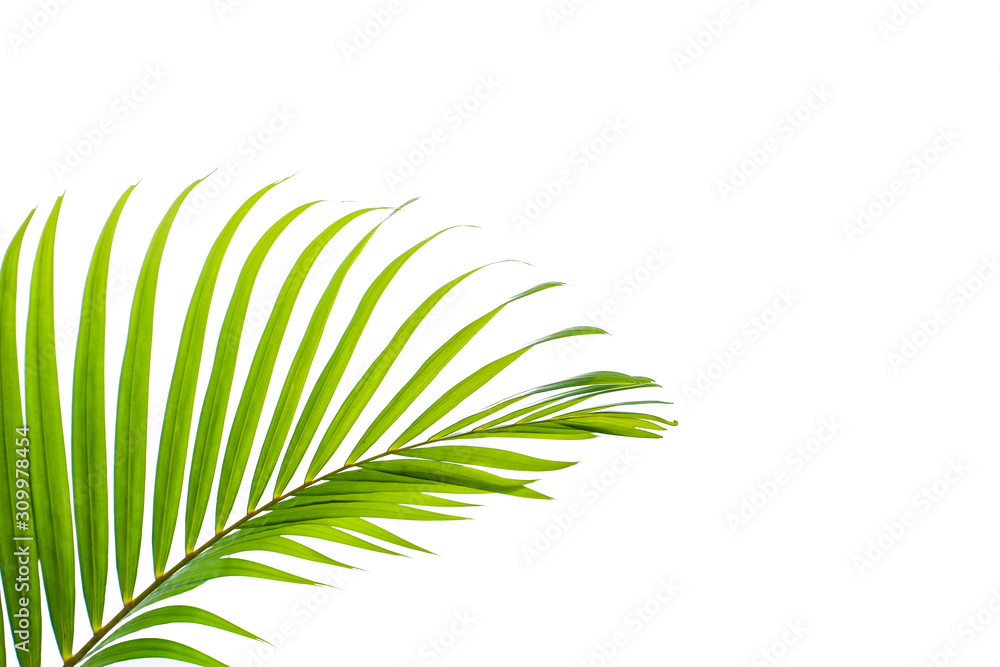 Fototapeta premium leaves of coconut isolated on white background