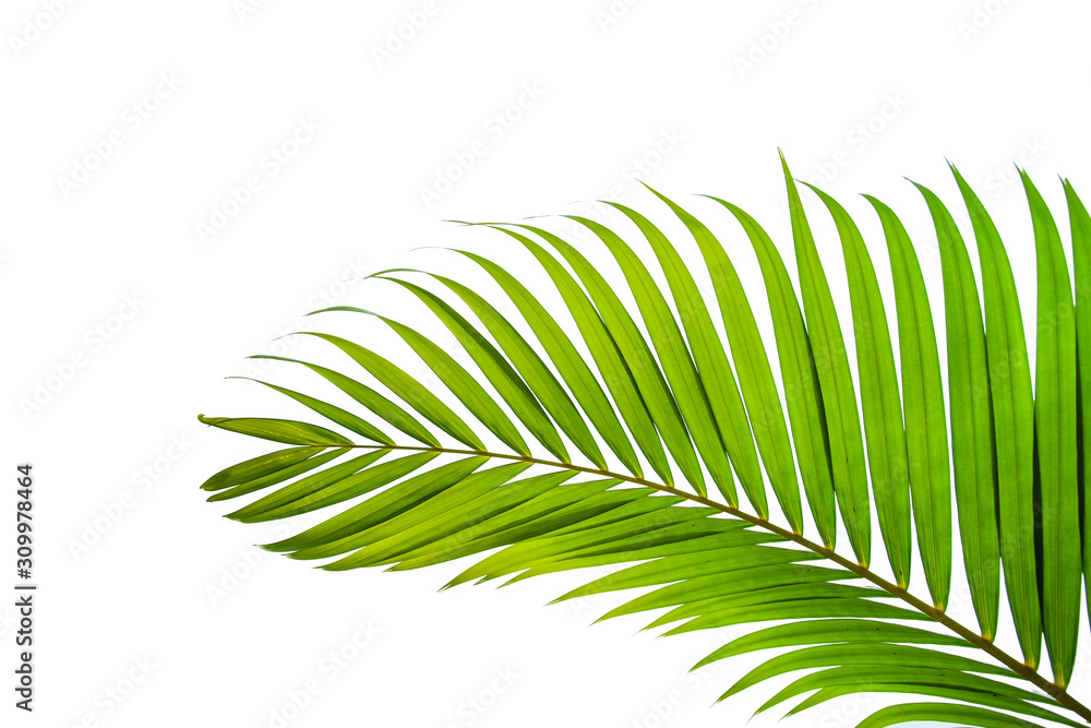 Fototapeta premium leaves of coconut isolated on white background