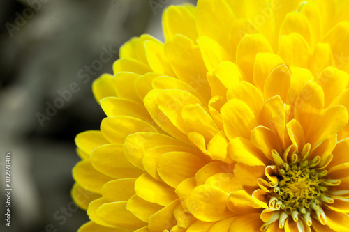 closeup beautiful yellow chrysanthemum flower in the garden  flower background