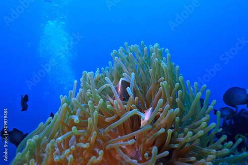 coral reef macro / texture, abstract marine ecosystem background on a coral reef