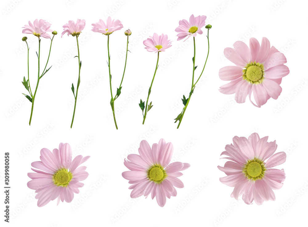 Fototapeta premium Set of pink daisy flowers heads and stems isolated on white background. Fresh floral design elements