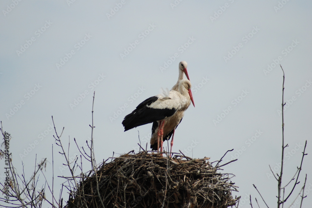 Fototapeta premium Storks