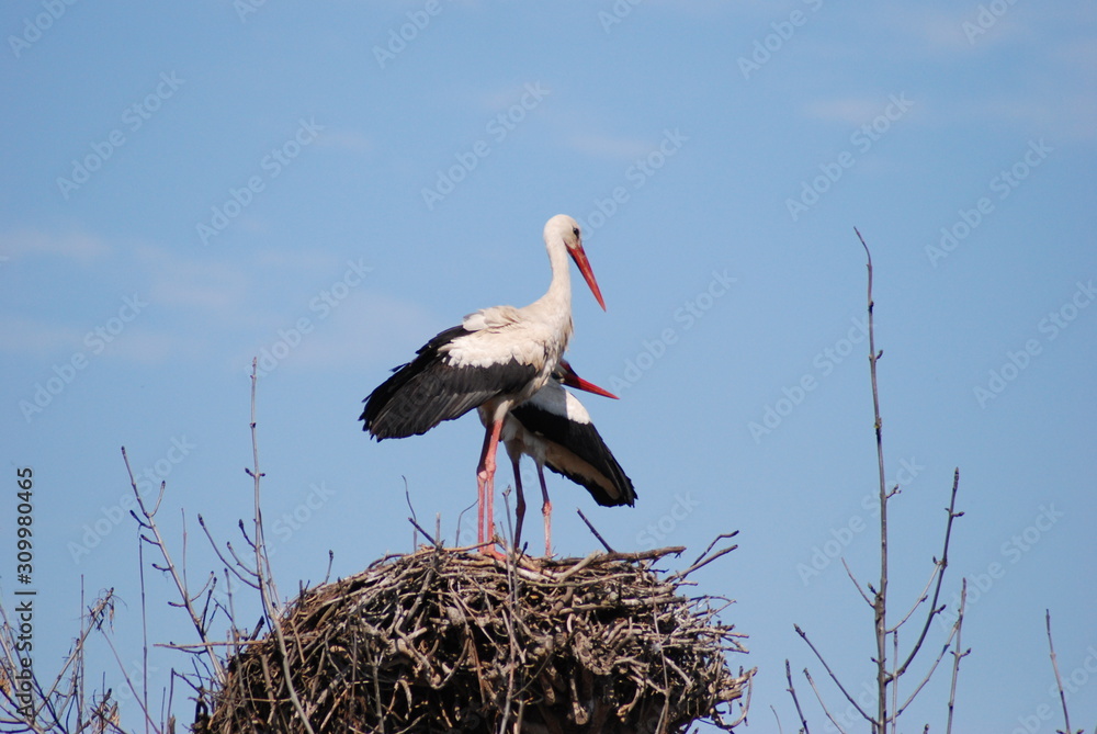 Fototapeta premium Storks