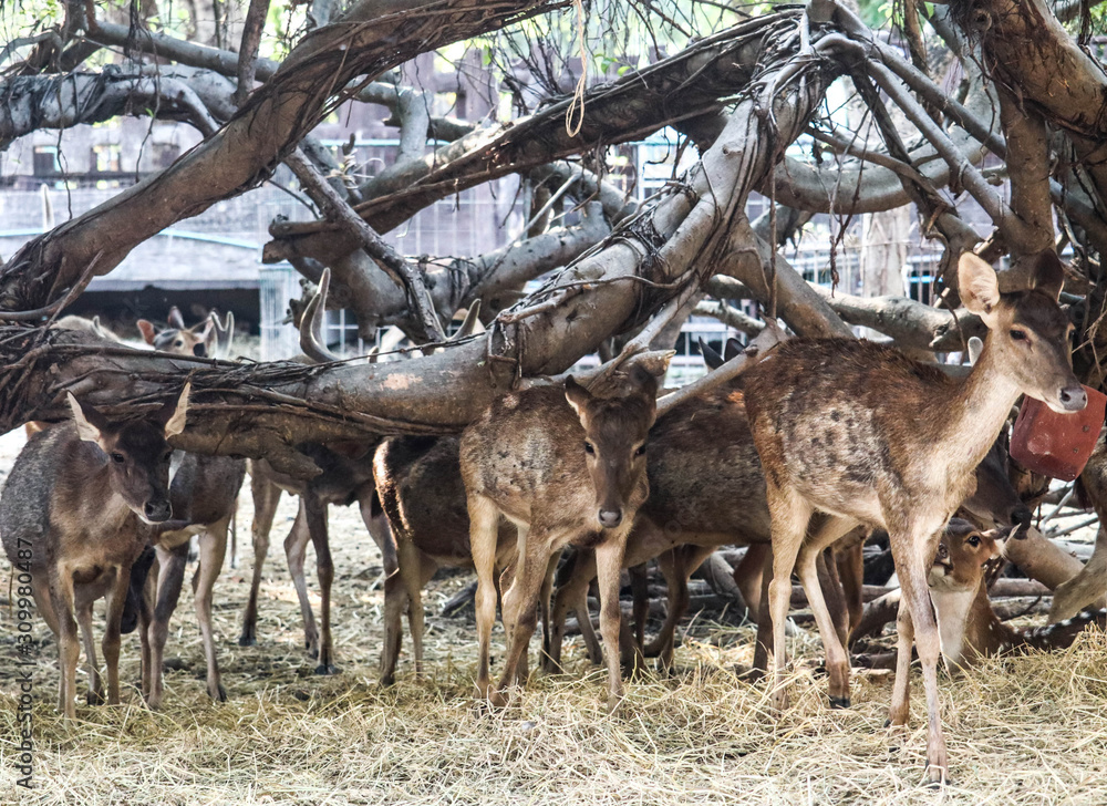 Brow-antlered deer Brow-antlered deer