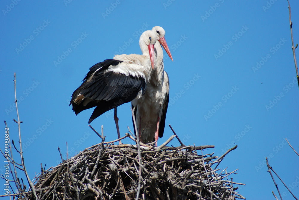 Fototapeta premium Storks