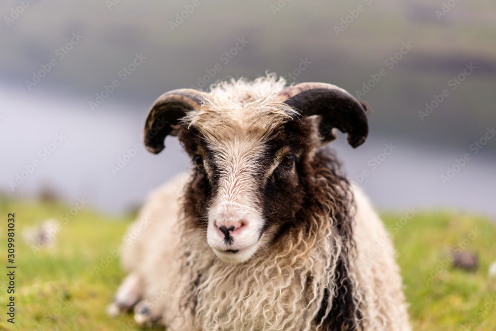 Close-up portray photo of Faroese baby sheep. Close-up portray photo of Faroese baby sheep.