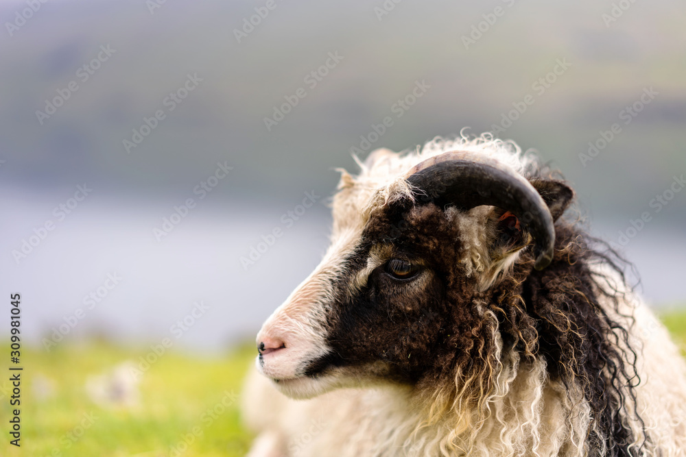 White and black sheep head with curly wool. Faroese sheep close-up photo. White and black sheep head with curly wool. Faroese sheep close-up photo.