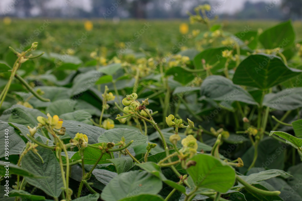 Green beans are blossoming and growing in the fields. Green beans are blossoming and growing in the fields.