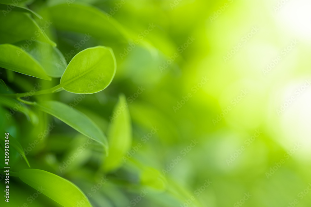 Closeup beautiful view of nature green leaves on blurred greenery tree background with sunlight in public garden park. It is landscape ecology and copy space for wallpaper and backdrop. Closeup beautiful view of nature green leaves on blurred greenery tree background with sunlight in public garden park. It is landscape ecology and copy space for wallpaper and backdrop.