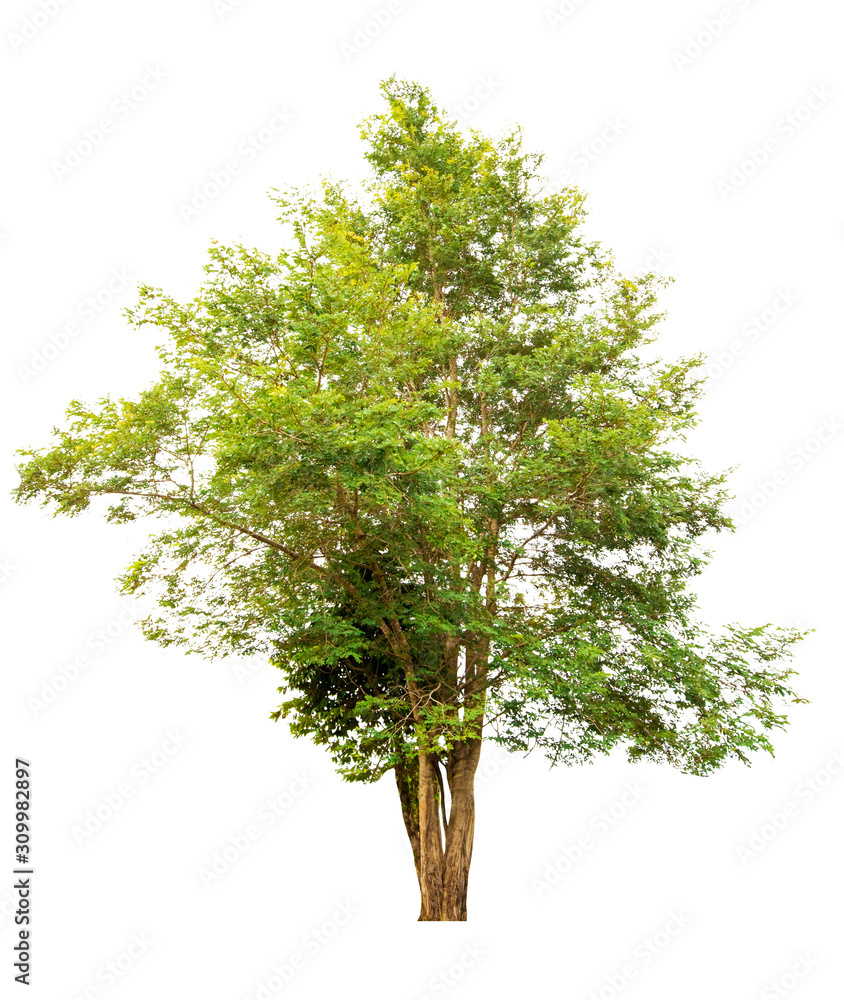 Fototapeta premium Green Tree isolated on white background with clipping path, used for your design, advertising and montage