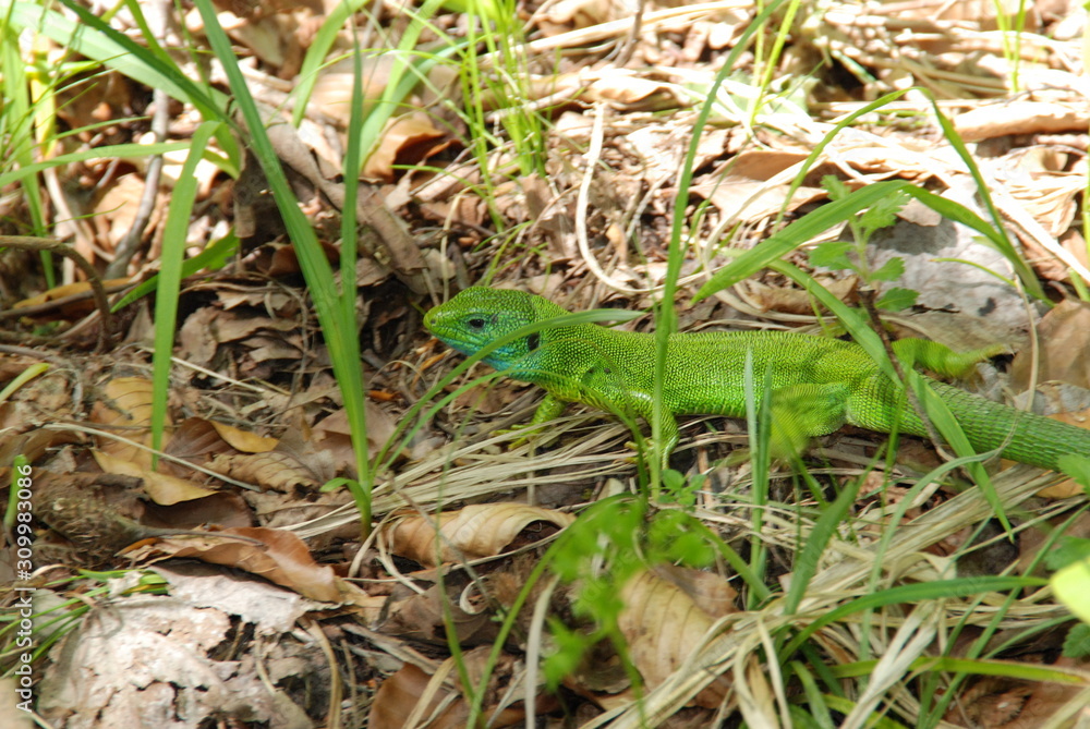 Lizard Lizard