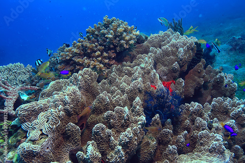 Fototapeta Naklejka Na Ścianę i Meble -  underwater sponge marine life / coral reef underwater scene abstract ocean landscape with sponge