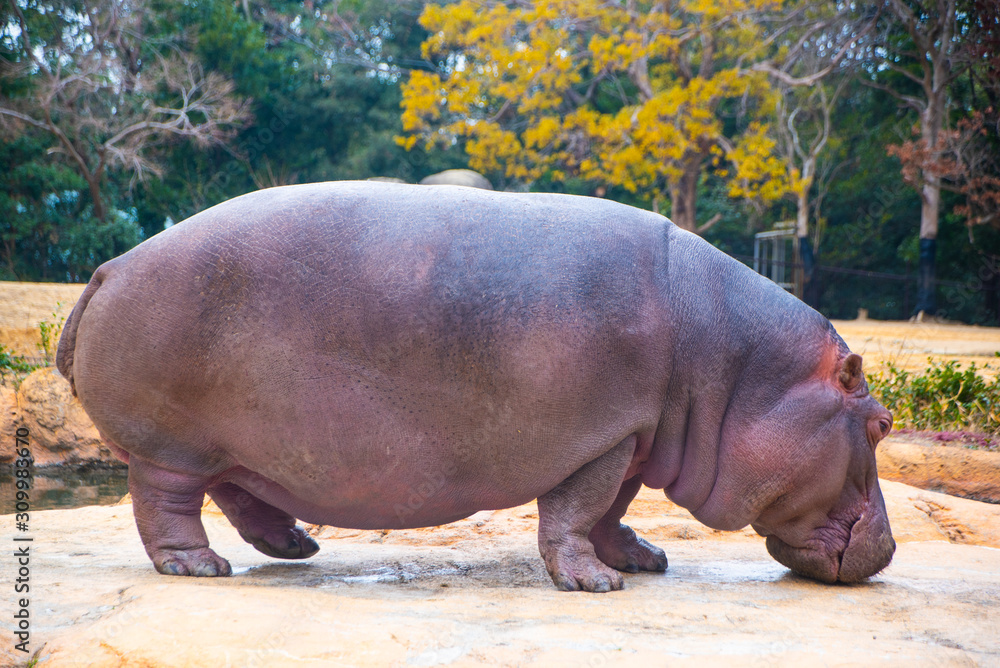 動物園　かば