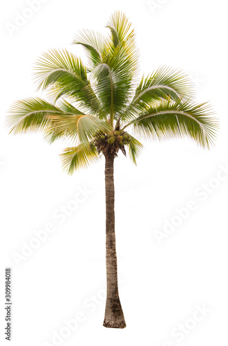 The beautiful of coconut tree and branches isolated on white background with clipping path  tropical tree for decorations and advertisements