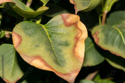 Leaf scorch of a cultivar common lilac (Syringa vulgaris L.) in the autumn garden