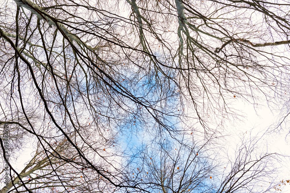 Beech trees without leaves in winter Beech trees without leaves in winter