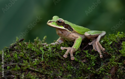 Tree frog in Costa Rica 